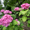 三室戸寺の紫陽花