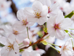 黄檗公園の桜