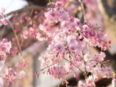 今年の近所の桜