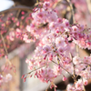 今年の近所の桜