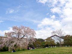 黄檗公園の桜