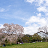 黄檗公園の桜