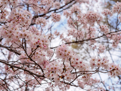 黄檗公園の桜