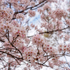 黄檗公園の桜