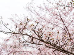 黄檗公園の桜