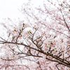 黄檗公園の桜
