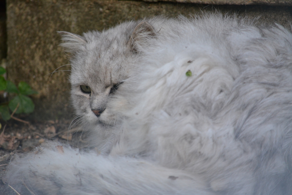 ねこ