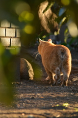 ねこあなる