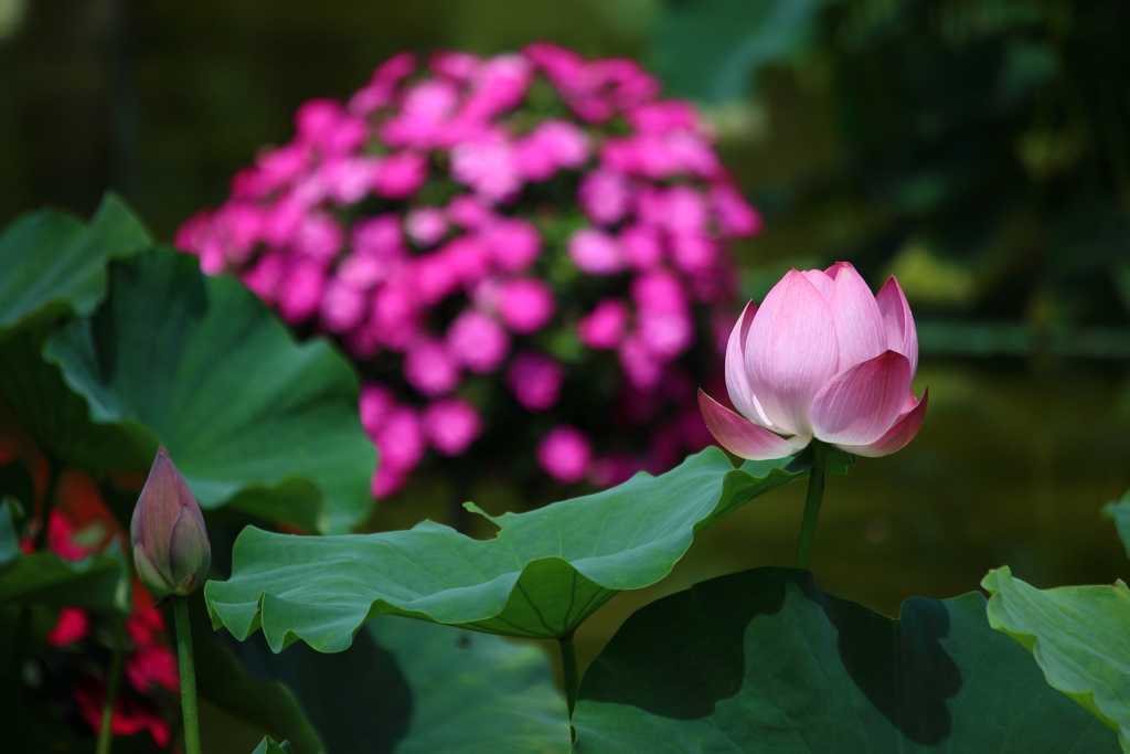 花影の池　蓮