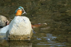 あ、落とした！！！