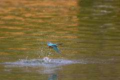 春めく水面Ⅰ