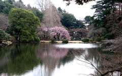 新宿御苑　水辺と桜