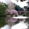 新宿御苑　水辺と桜