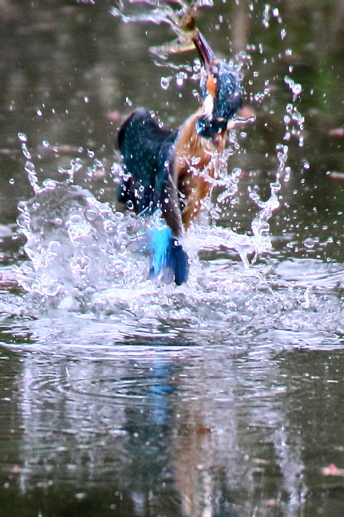 カワセミ　激しく