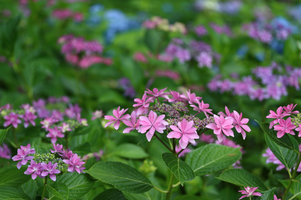 紫陽花　ダンスパーティー開催中