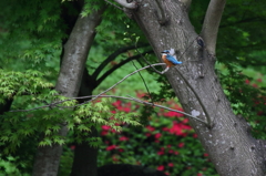 カワセミ　ツツジと青紅葉