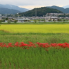 赤いベルト