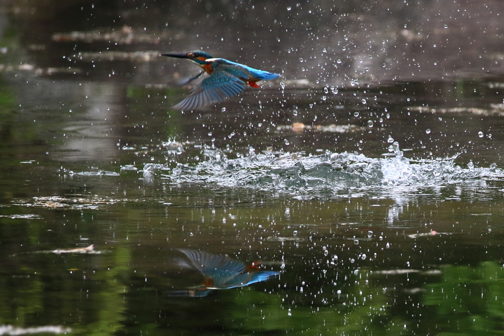 カワセミ　水平浮上