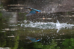 カワセミ　水平浮上