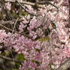 枝垂れカワセミ