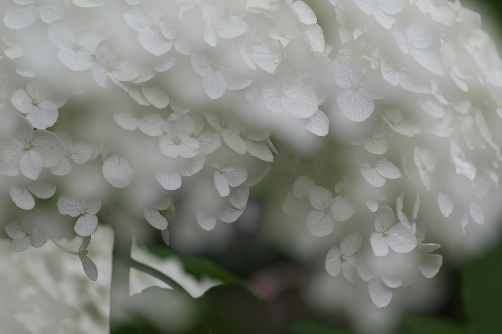 再び紫陽花園　5