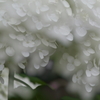 再び紫陽花園　5