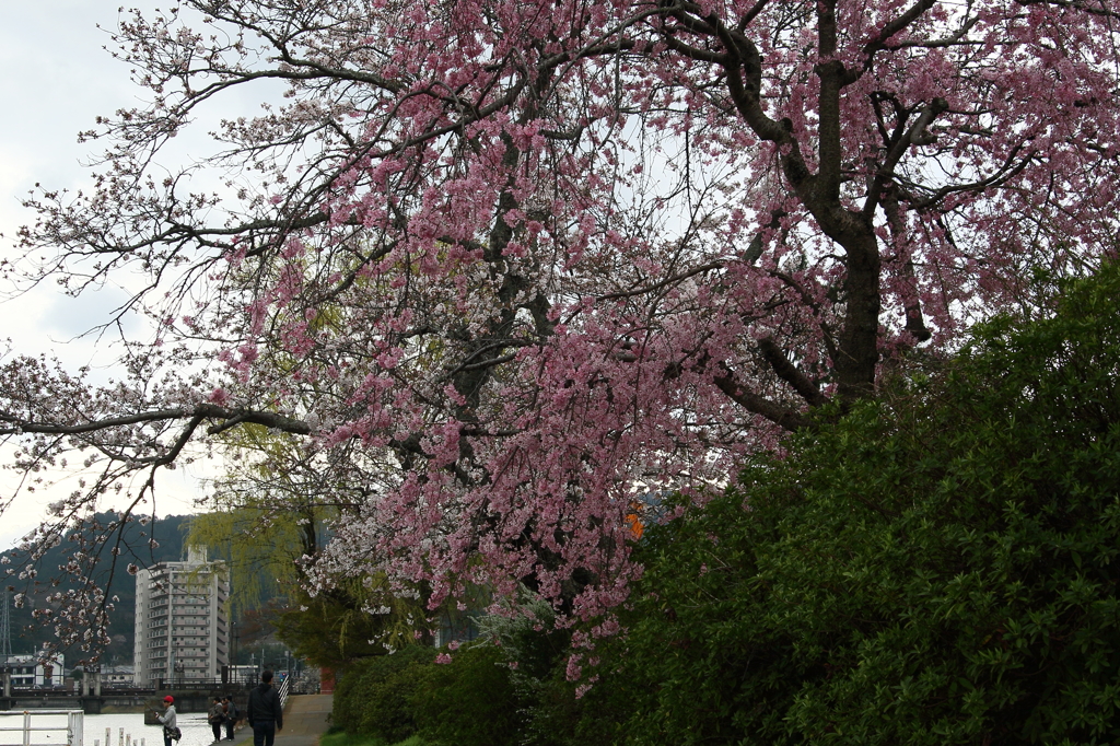 桜スナップ瀬田川南郷付近