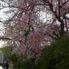 桜スナップ瀬田川南郷付近