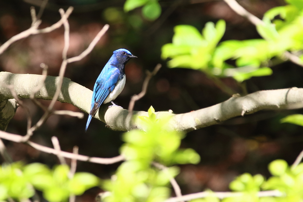 青い鳥　新緑の中に