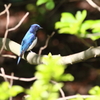 青い鳥　新緑の中に