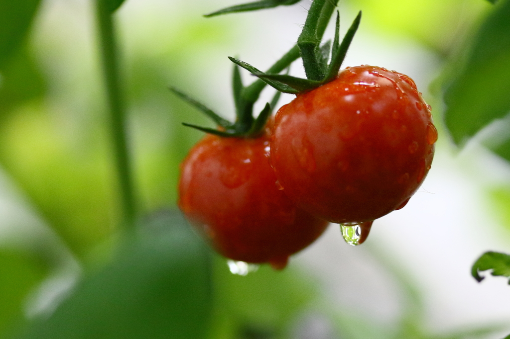 ミニトマト 雨の日 By ｋ 甘辛 Id 写真共有サイト Photohito