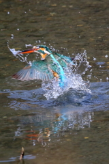 今日のカワセミⅡ