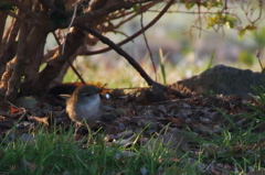 声はすれども...