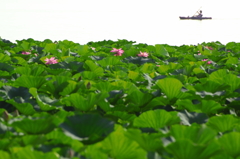 琵琶湖夏風景