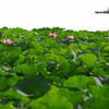 琵琶湖夏風景