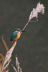 川のカワセミ　ススキⅠ