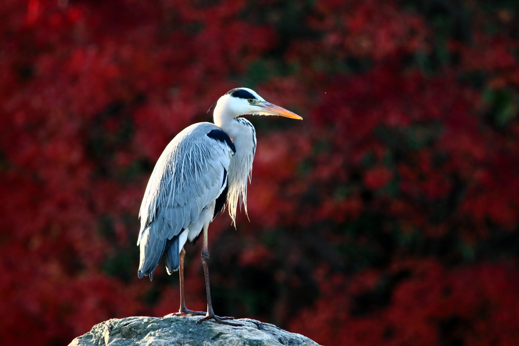 紅葉アオサギ