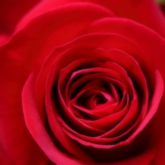 イングリッシュガーデン　赤いバラ