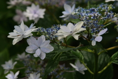 色々紫陽花Ⅲ