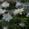 色々紫陽花Ⅲ