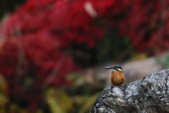 紅葉カワセミ　正面より