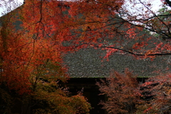 石山寺　本堂　屋根の紅葉