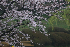 公園の桜と柳