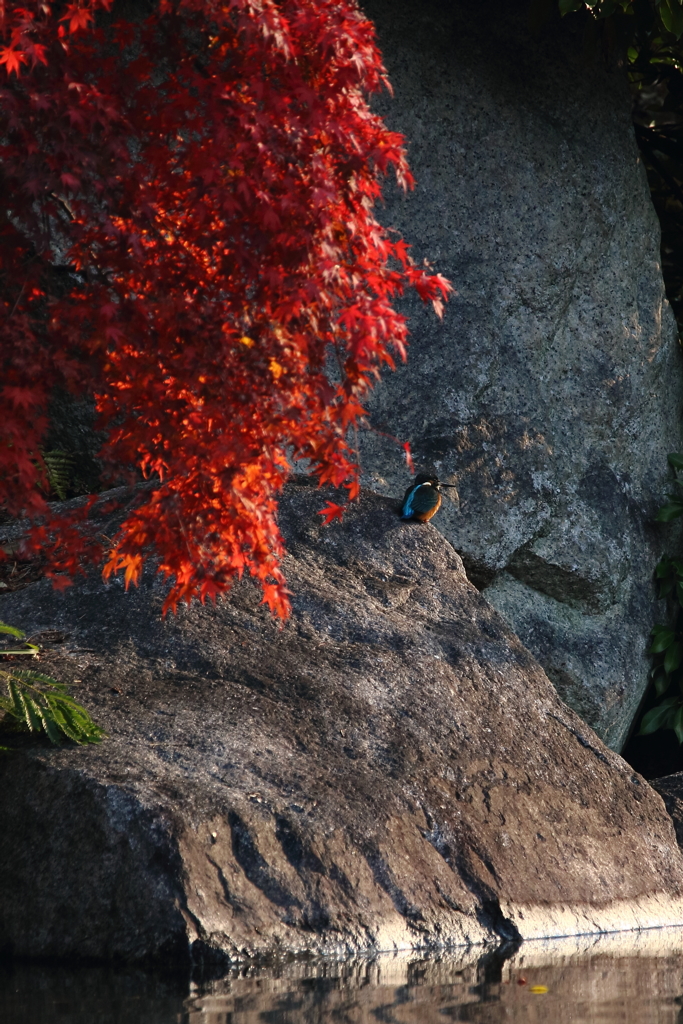 紅葉に佇むカワセミ