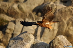 鳶、発進！！！