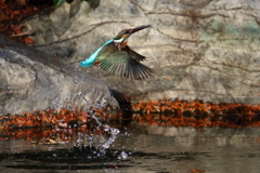 カワセミ　早朝②