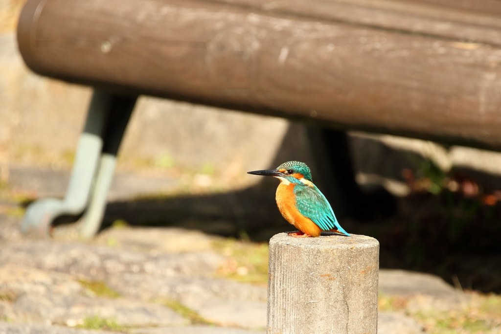 公園のベンチ前にて　きりり