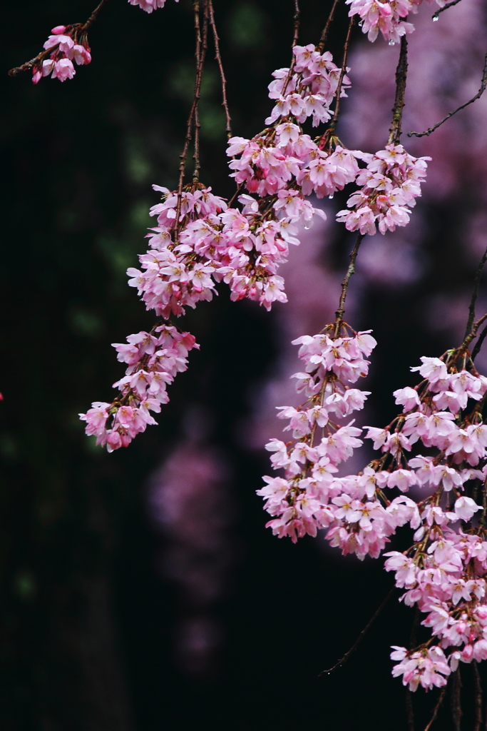 今年の枝垂れ桜