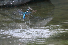 カワセミ　エビ獲りⅡ