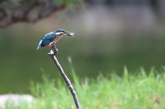 久々公園のカワセミ